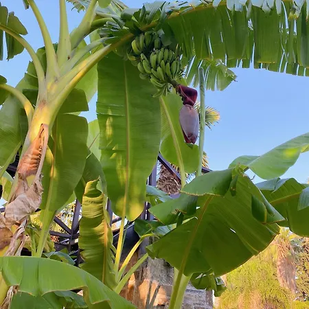 Ktima Zotos Luxury Exotic 2 * أغريا